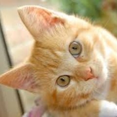 Super Baked CaT🍃💨