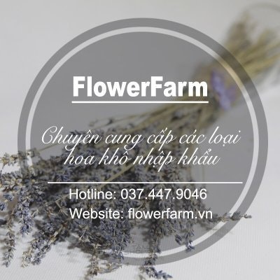 Hoa sao khô lavender