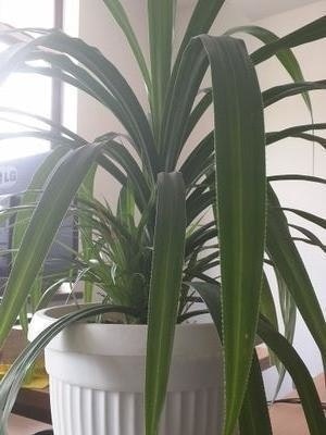 William Martin Crisp