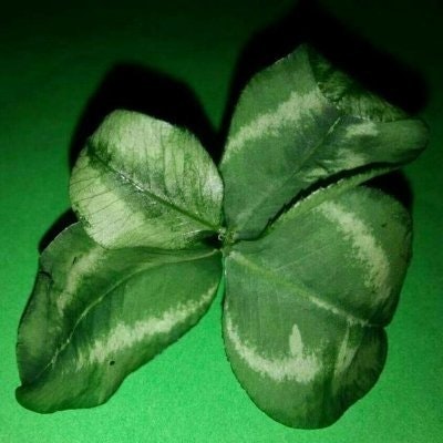 𝑪𝒍𝒐𝒗𝒆𝒓 𝒀𝒂𝒏 🇨🇳