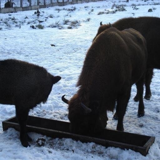 Александр Овсеец