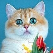 Елена Зазулинская