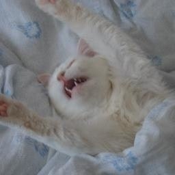 Артём Шелюха