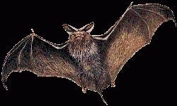 এক মহাজ্ঞানী