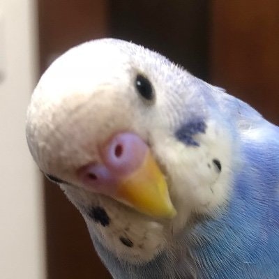 つらら＠エンジニア