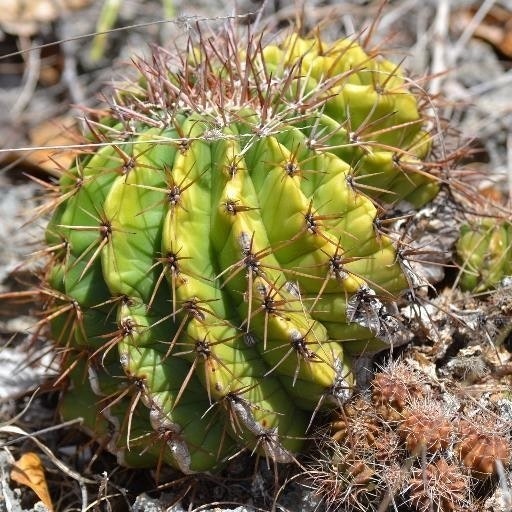 Jose Manuel de Jesus