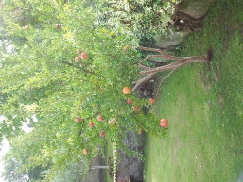 ivana di domenicanto