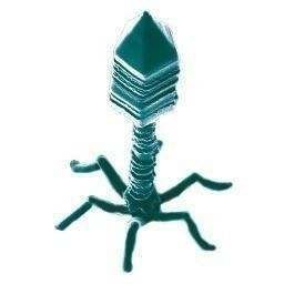 MrHantaa (ハンターさん)