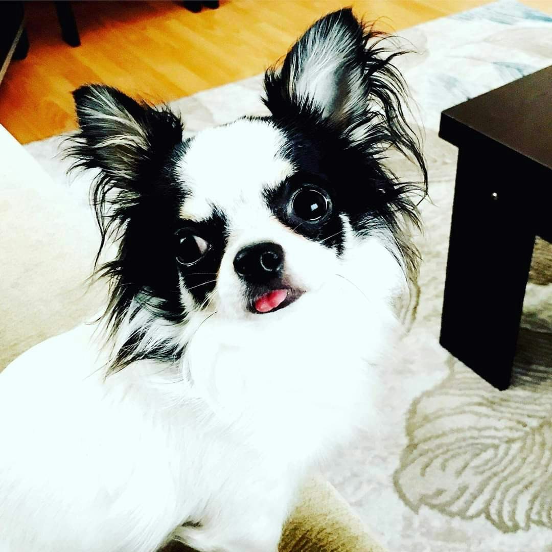 CHİHUAHUA ŞİVAVA YAVRULARI ANKARA