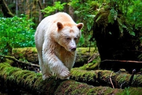 Jon Øyvind Bjørnstad