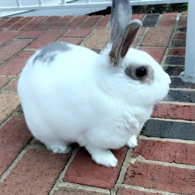 Ruby the Rabbit