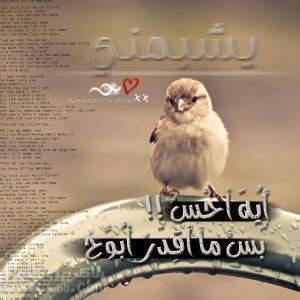 فيصل القارحي 