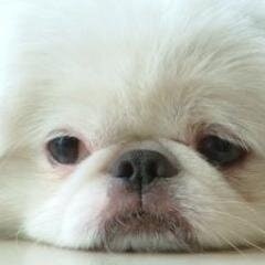 Юрий Палеев