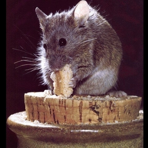 Амирагян Наташа