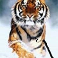 Светик Светлана