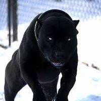 ცერცვაძე საბა