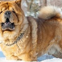 Клара Сущева