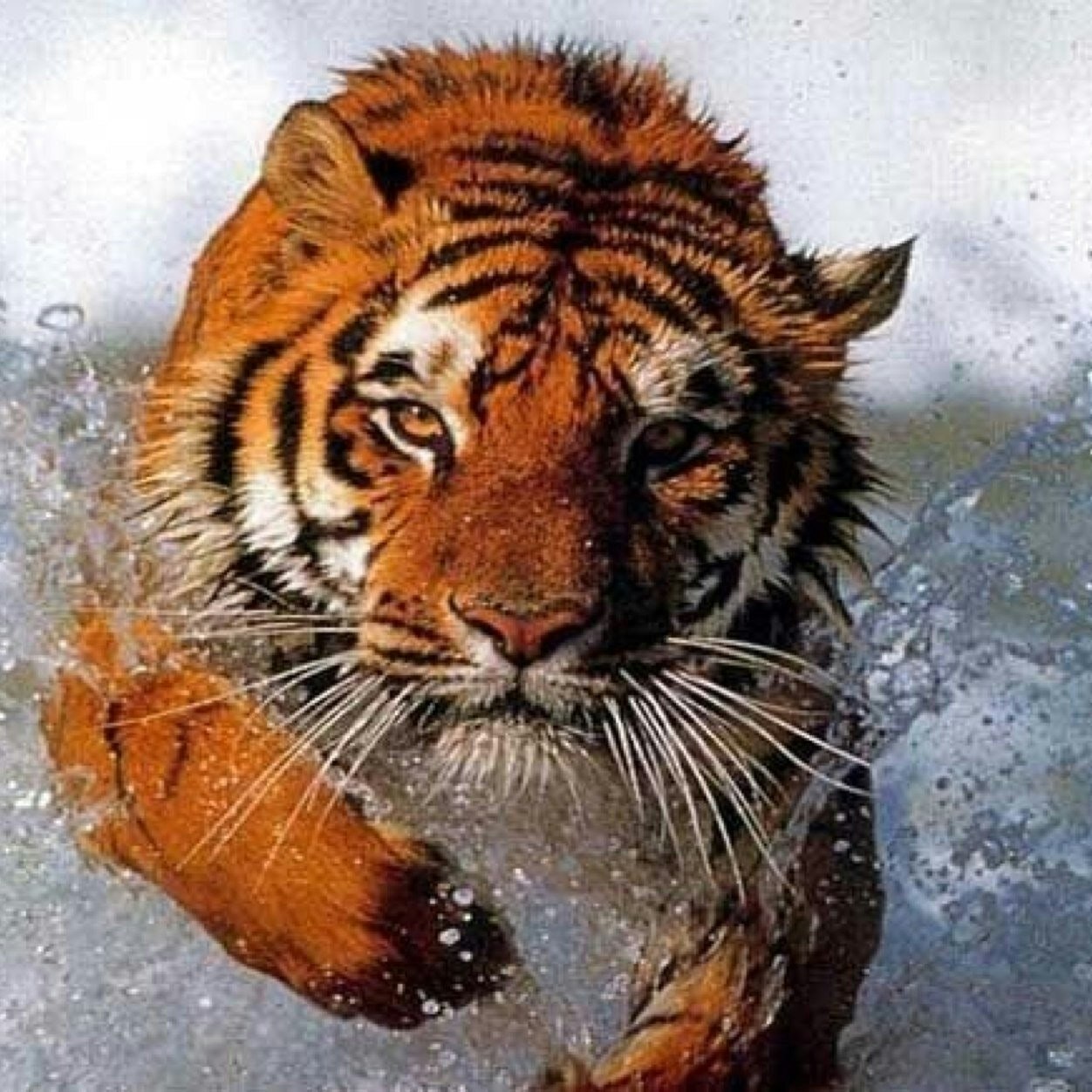 @TradersRule 25/7 LP