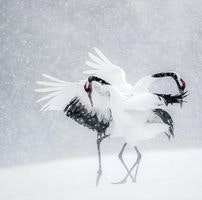 Агата Кристи