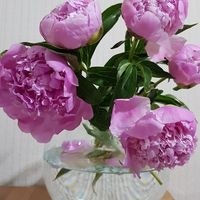 オユンナ オユンナ