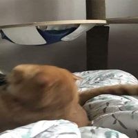 Гүнжин Лхам