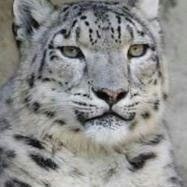 Федор Иванов