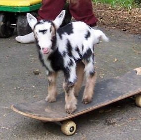 sk8ergoat