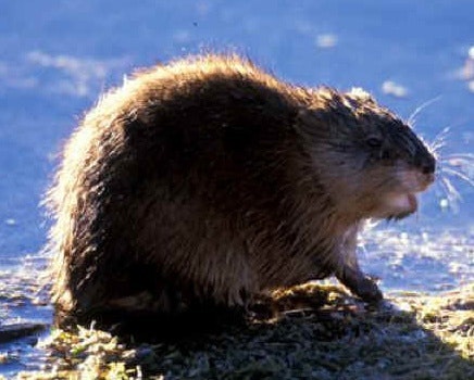 a muskrat