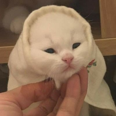 yasss ⨟ cek pinned