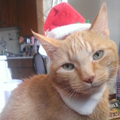 Linda L Sear AKA 'Kat Mom'