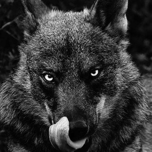 Анатолий Барковский