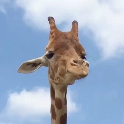 🌕黄金の林檎🐟