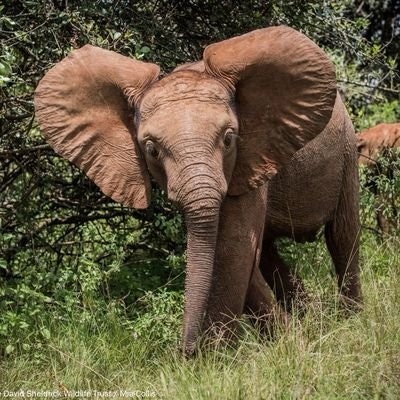 MARTIN KAHIGA WANJIKU