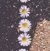 Artemizia Sorocaniuc