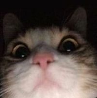 Ֆլորա Սարգսյան