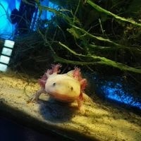 Диана Чатинян