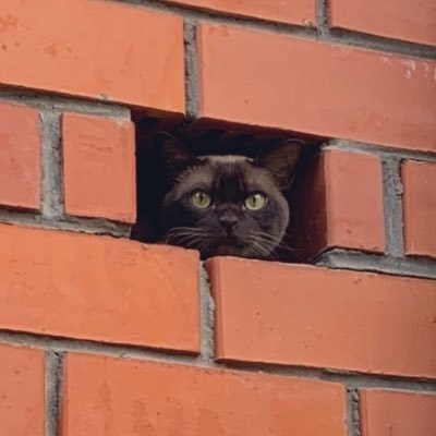 člověk (ne kočka)