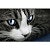 ProductHunt profile picture for @kitten