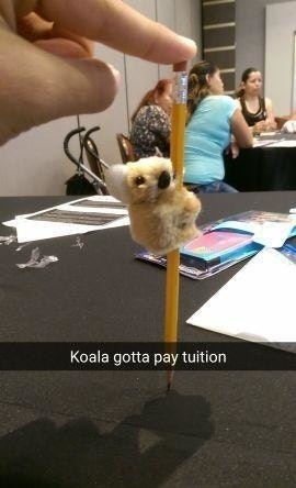 Savage Koala