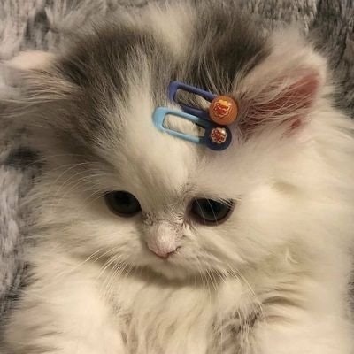 faii⁷🐣🌸🍀 basbas 🍀🌸🐣