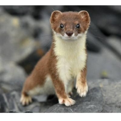 tricky weasel 🥚🥳