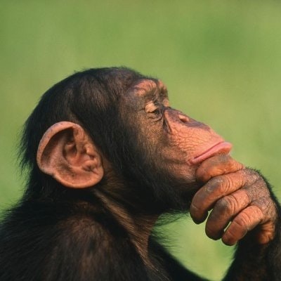 logical ape