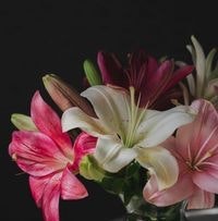 Արմինե Վարդանյան