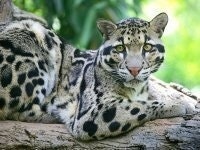 Руслан Харитонов