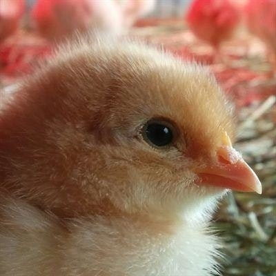 ⚜ Anthia ₣abre ⚜