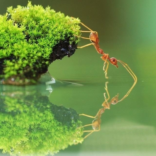 ant