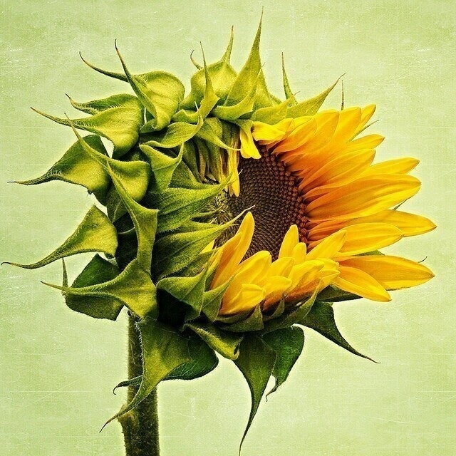 سارة رائد الحمدان