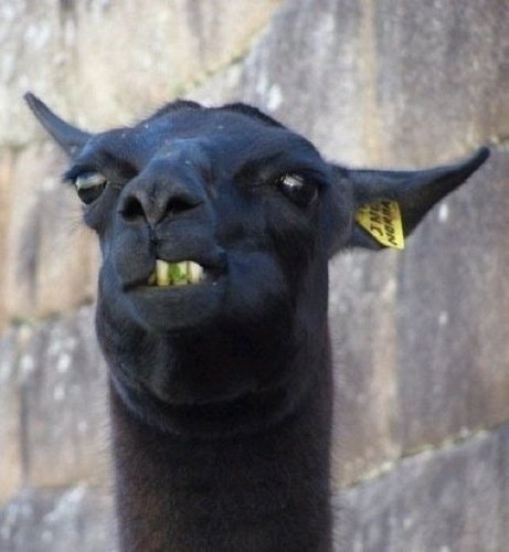 משפטי חוכמה