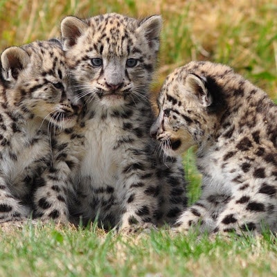 Elizabeth zzstu Hier