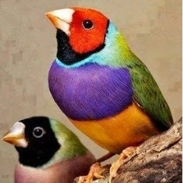 المهندس عامر